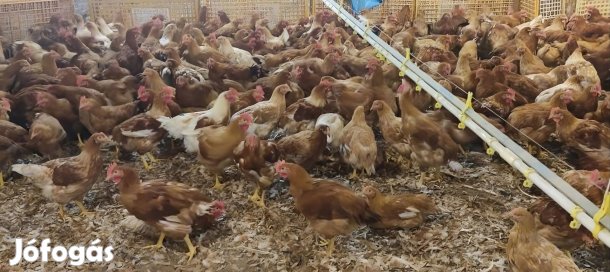 Csirke eladó