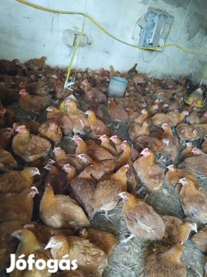 Csirke eladó