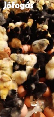 Csirke napos előnevelt eladó!