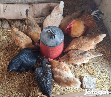 Csirkék, kakas eladó