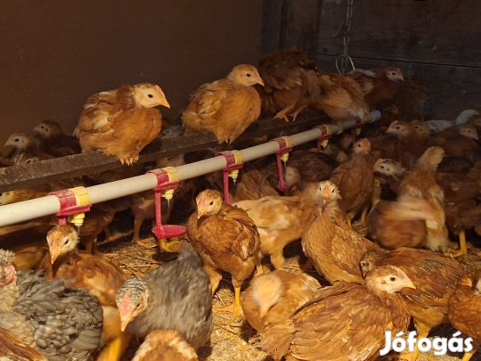 Csirkék eladók
