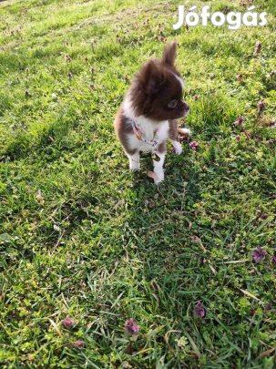 Csivava Chihuahua kölyök Budapesti Szállítás lehetséges