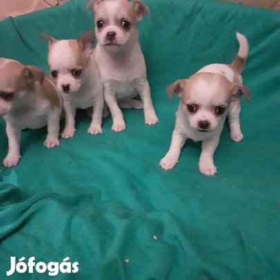 Csivava( Jellegü) kiskutya eladó