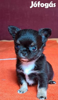 Csivava jellegű Fiú!