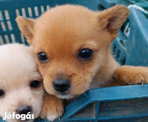 Csivava jellegű kisfiú ingyen örökbefogadtható