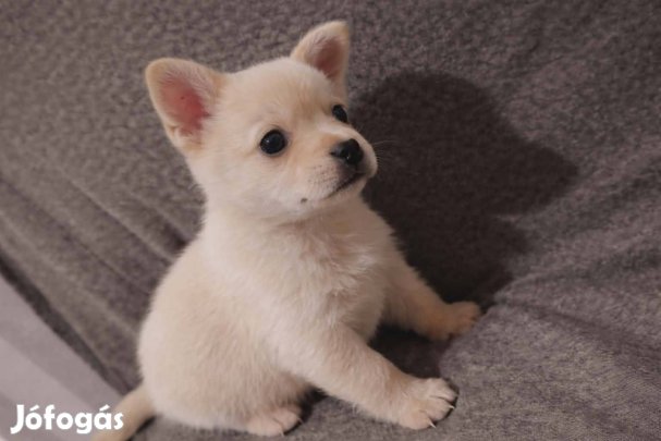 Csivava jellegű kutyusok ingyen örökbefogadthatók