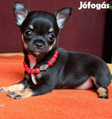 Csivava jellegű szuka baba!