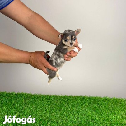 Csivava kutyus törzskönyvvel, szerződéssel