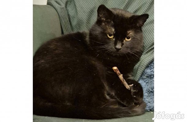 Csó cica örökbefogadó gazdát keres ingyenesen