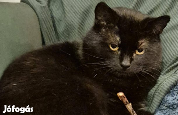 Csó vagyok egy álom cica, gazdát keresek, ingyenesen