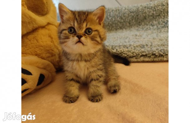 Csodás brit kandúr Törzskönyvezett