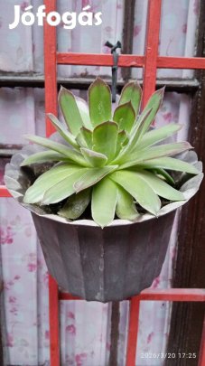 Csodás egész évben viruló sziklakerti örökzöld pozsgás kövirózsák