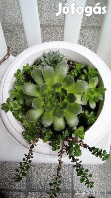 Csodás egész évben viruló sziklakerti örökzöld pozsgások virágtartóban