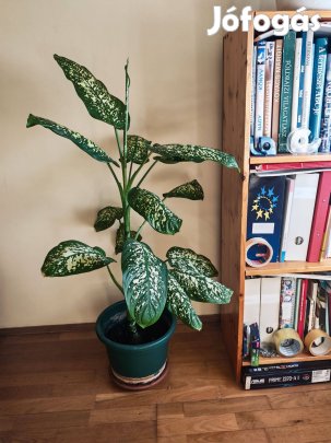 Csodás szobanövényeim szép lakásban igényesnek eladók