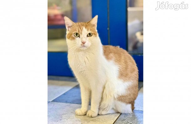 Csodaszép cicák örökbefogadó gazdát keresnek ingyenesen