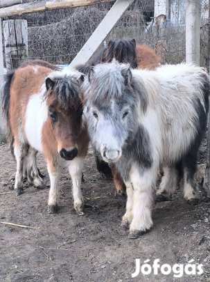 Csodaszép mini póni azonnal elvihető!