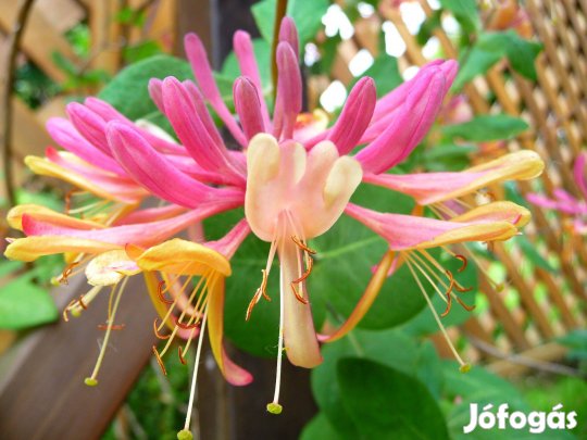 Csodaszép tarka virágú dús illatos, futó lonc eladó