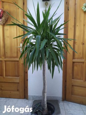 Csodaszép törzses yukka eladó!