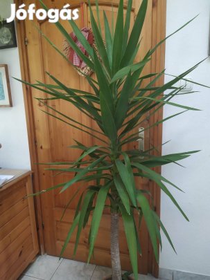 Csodaszép yukka pálma eladó!