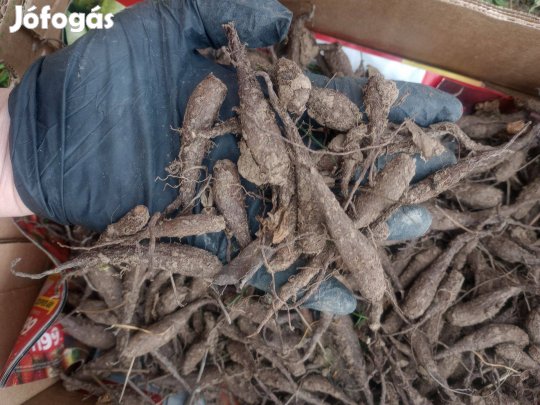 Csodatölcsér gumó ár/db