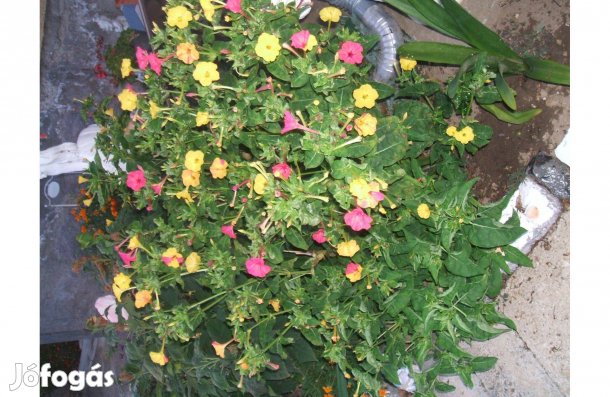 Csodatölcsér virág magok eladóak