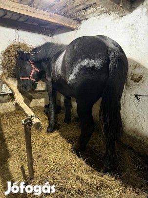Csődör 170 cm ló