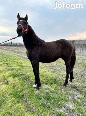 Csödör csiko eladó