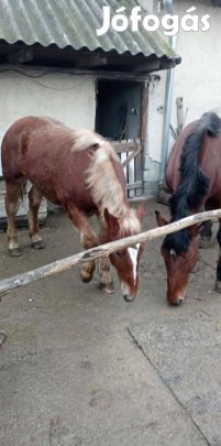 Csődör csikó eladó