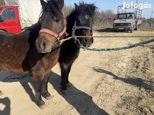 Csődör és herélt pónik 