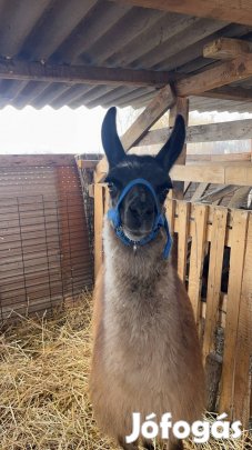 Csődör láma csikó