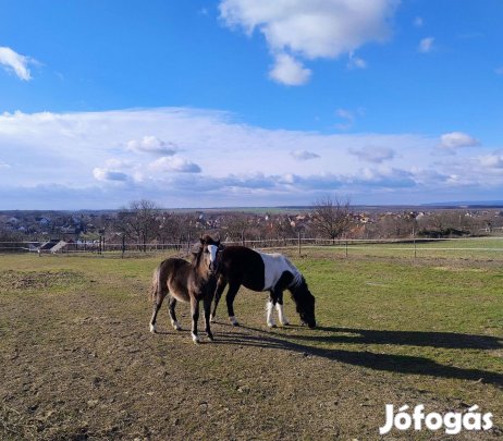Csődör póni csikó