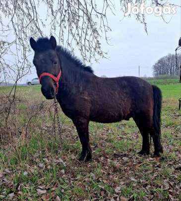 Csődör póni eladó