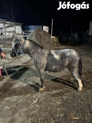 Csődör poni eladó