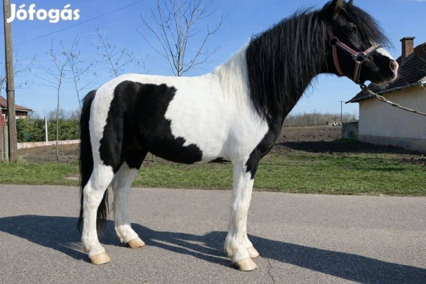 Csődör póni eladó