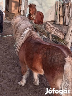 Csődör póni eladó! 