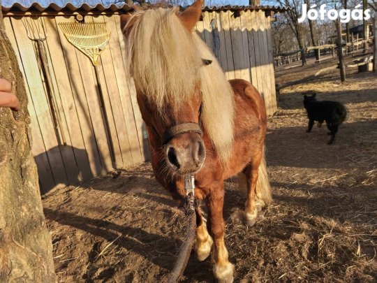 Csődör póni ló 