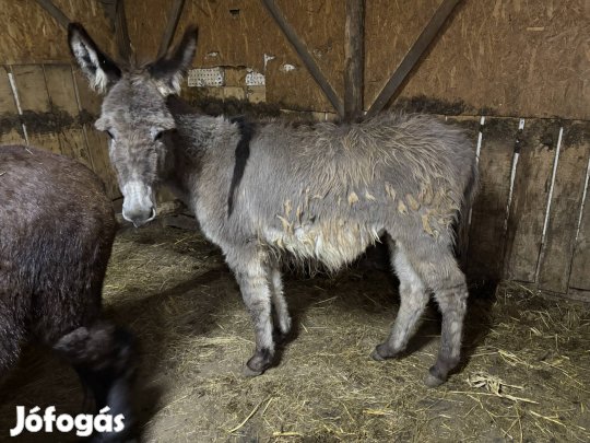 Csődör szamár  eladó
