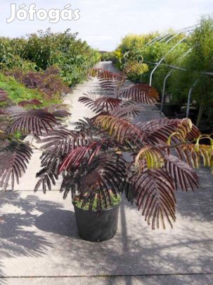 Csoki selyemakác oltvány eladó