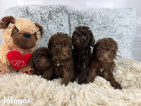 Csokibarna T. Uszkár kikskutyák