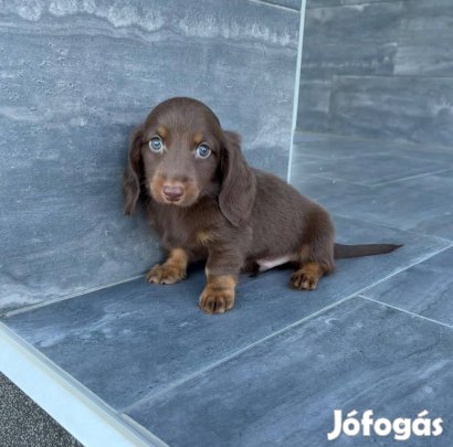 Csokoládé színű fajtatiszta jellegű hosszúszőrű kaninchen tacskók