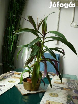 Csónak virág eladó