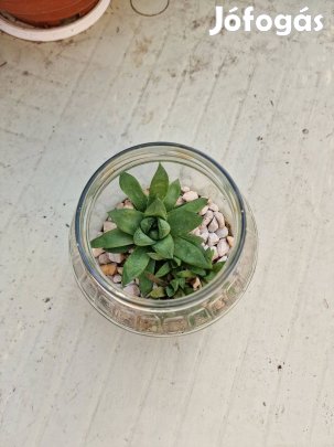 Csónakos szemölcsliliom (Haworthia cymbiformis) "befőtt"