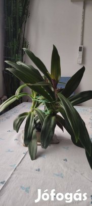 Csónakvirág eladó