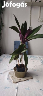 Csónakvirág eladó