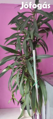 Csónakvirág eladó