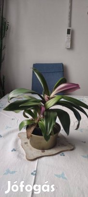 Csónakvirág eladó