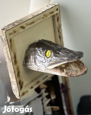 Csuka fej preparált 