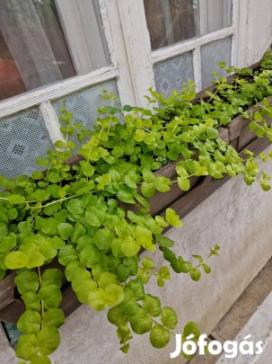 Csüngő, talajtakaró évelő, pénzlevelű lizinka (Lysimachia nummularia)