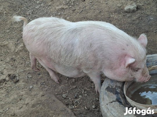 Csüngő hasú Vietnámi Sertés