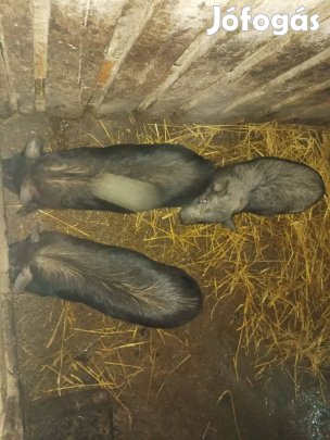 Csüngő hasú eladó